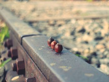 Close-up of fruits on retaining wall