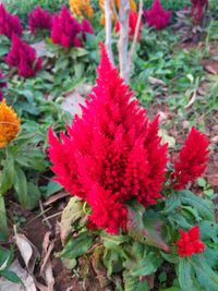 Close-up of red flowers