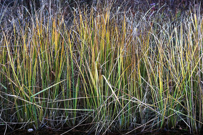 Full frame shot of bamboo water