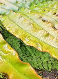 Full frame shot of green leaves