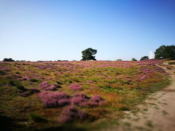 Scenic view of flowering trees on field against clear sky