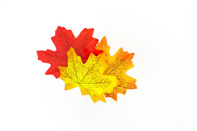 Close-up of autumn leaves on white background