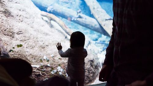 Rear view of girl looking at fish in aquarium