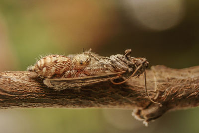 Close-up of insect on wood