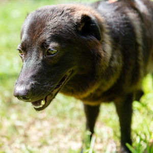 Close-up of dog looking away