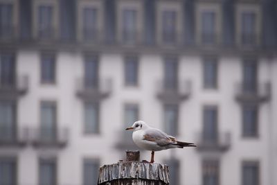 Close-up of seagull perching on wooden post against building