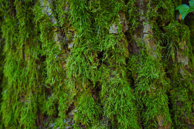 Full frame shot of moss growing on tree trunk