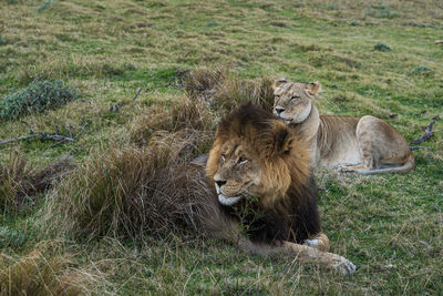 View of cats on ground