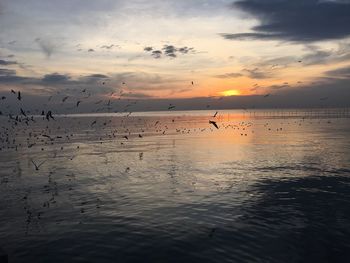 Silhouette birds flying over sea against sky at sunset