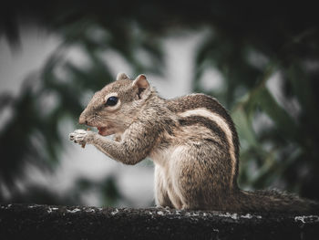 Close-up of squirrel