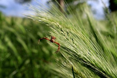 Close-up of insect on grass