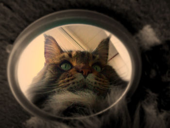Close-up of cat