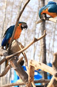 Low angle view of birds perching on tree