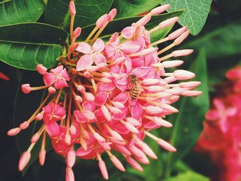 Close-up of pink flowers