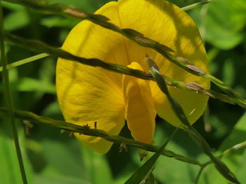 Close-up of yellow flowering plant