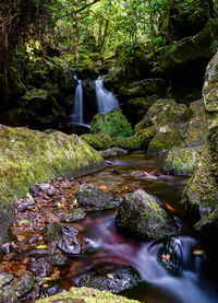 Scenic view of waterfall in forest