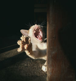 Close-up of cat yawning