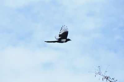 Low angle view of eagle flying in sky