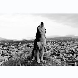 Close-up of dog against sky