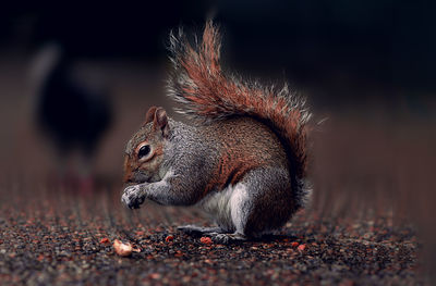Close-up of squirrel