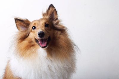 Close-up portrait of shetland sheepdog against white background