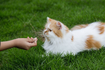 Cat looking away in a hand