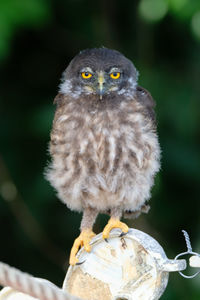 Close-up portrait of owl perching outdoors