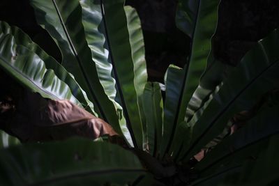 Close-up of plant