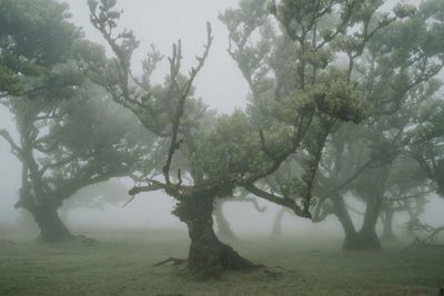 Trees on field against sky