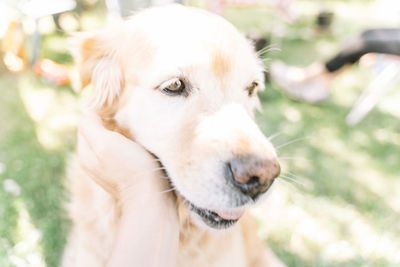 Close-up of a dog looking away