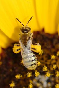 Close-up of insect on yellow flower