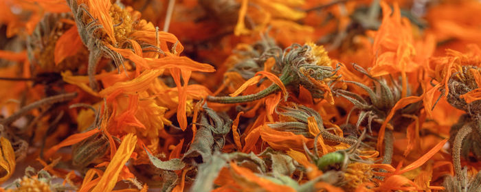 Full frame shot of orange flowers on field