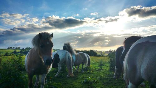 Ponies on grassy field against cloudy sky