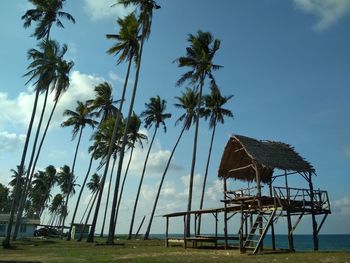 Palm trees growing at beach against blue sky during sunny day