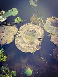 High angle view of water lily leaves floating on lake