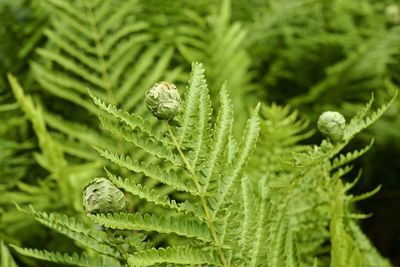 Ferns in a forest
