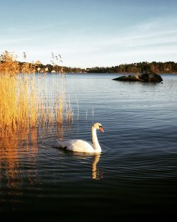 Swan swimming on lake against sky