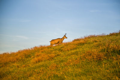 Goat standing on field against sky