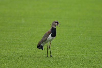 Bird on a field