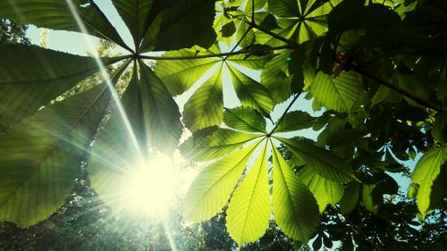 Low angle view of sunlight streaming through tree