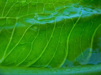 Full frame shot of green leaves