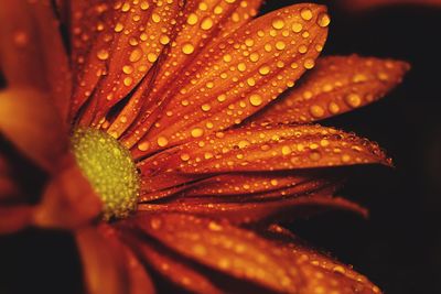 Close-up of wet orange flower petal