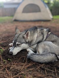 Close-up of a dog sleeping on field