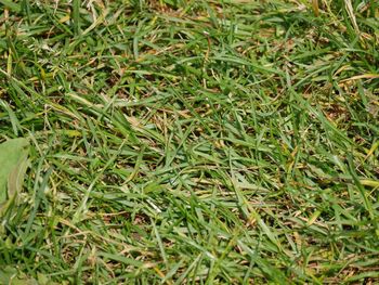 Plant growing on grassy field