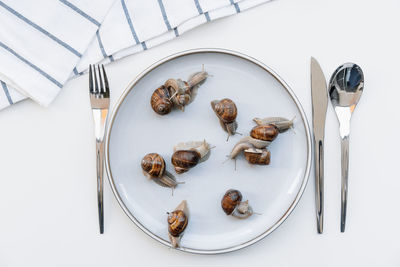 High angle view of escargit snail in plate on table