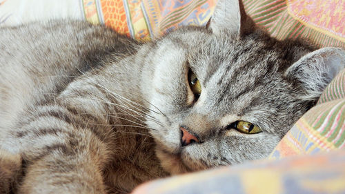 Close-up portrait of cat relaxing on bed at home