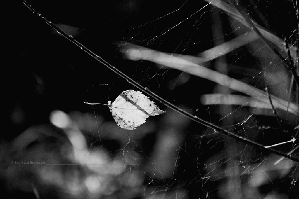 spider web, drop, water, close-up, focus on foreground, fragility, wet, nature, selective focus, dew, outdoors, plant, night, beauty in nature, spider, natural pattern, rain, no people, motion, raindrop
