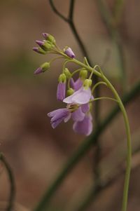 Close-up of purple flowering plant