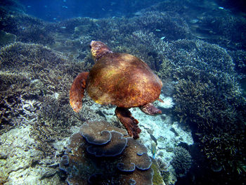 Close-up of fish swimming in sea