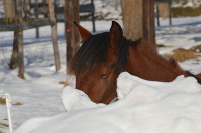 Close-up of dog on snow